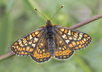 Marsh Frillary