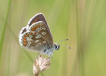 Northern Brown Argus