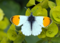Orange Tip