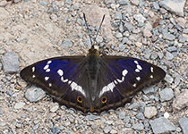 Purple Emperor