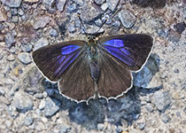 Purple Hairstreak