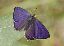 Purple Hairstreak