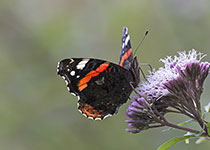 Red Admiral