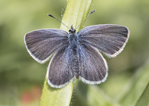 Small Blue