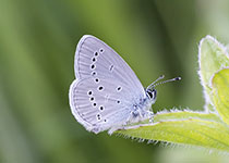 Small Blue