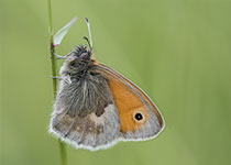 Small Heath