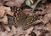 Speckled Wood