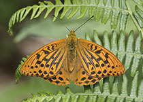 Silver-washed Fritillary