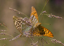 Silver-washed Fritillary
