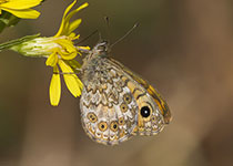 Corsican Wall Brown