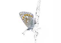 Common Blue