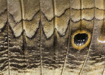 Giant Owl