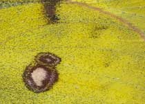 Berger's Clouded Yellow
