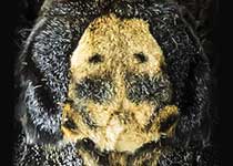 Death's Head Hawkmoth