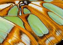 Malachite