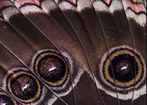 Blue Morpho