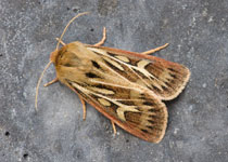 Antler Moth