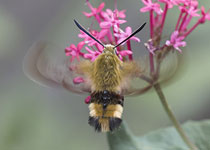 Broad-bordered Bee Hawkmoth