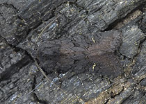 Black Rustic