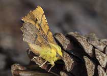 Canary-shouldered Thorn