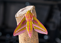 Elephant Hawkmoth