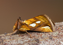 Gold Spot