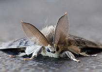 Gypsy Moth