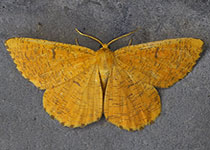 Orange Moth
