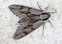 Pine Hawkmoth