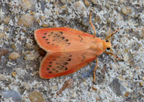 Rosy Footman