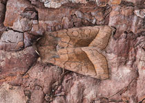 Rosy Rustic