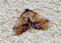 Scorched Wing