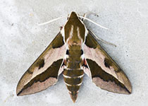 Spurge Hawkmoth