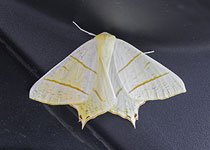 Swallow-tailed Moth