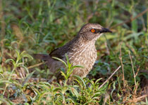Arrow-marked Babbler