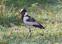 Blacksmith Lapwing