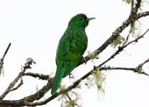 Emerald Cuckoo