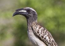 Grey Hornbill