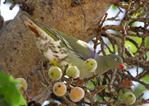 Green Pigeon