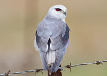 Black-shouldered Kite