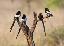 Magpie Shrikes