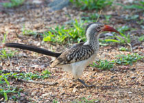 Red-billed Hornbill