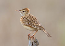 Rufous-naped Lark