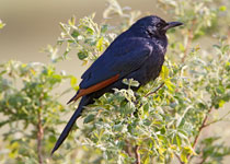 Red-winged Starling