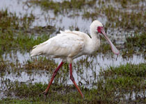 African Spoonbill