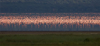 Greater and Lesser Flaminoes, Lake Manyara