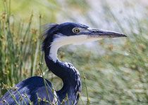 Black-headed Heron