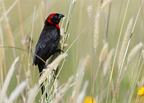 Red-collared Widowbird