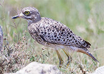 Spotted Thick-knee