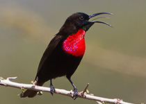 Scarlet-chested Sunbird